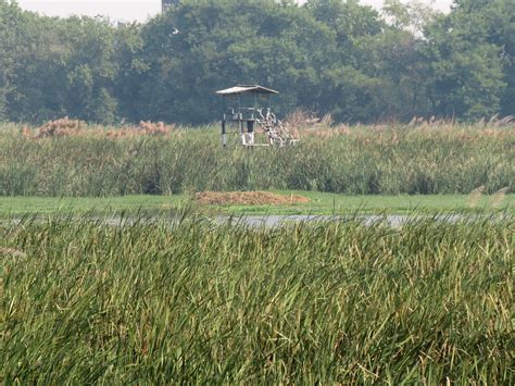 Confessions of a Global Birder: Some birds of Okhla Bird Sanctuary, New ...