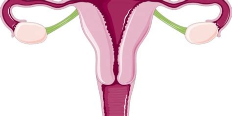 Enlarged uterus symptoms | Women's Health articles | Family Health ...