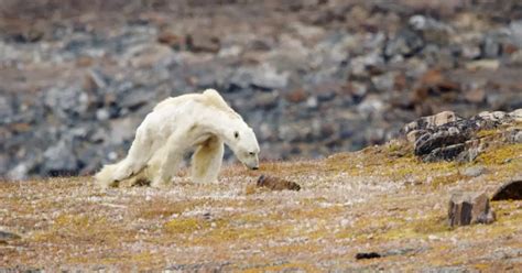 Heartbreaking video of starving bear shows the climate change impact