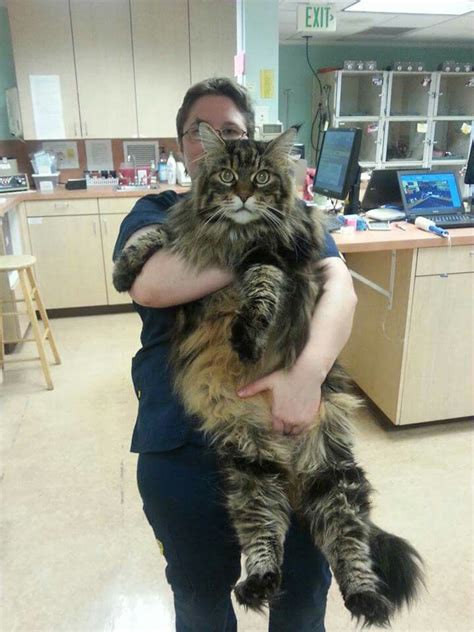 50+ Maine Coon Norwegian Forest Cat Size - Furry Kittens