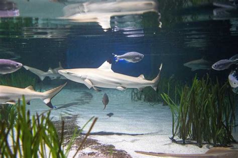 Oberhausen: SEA LIFE Oberhausen Entry Ticket | GetYourGuide