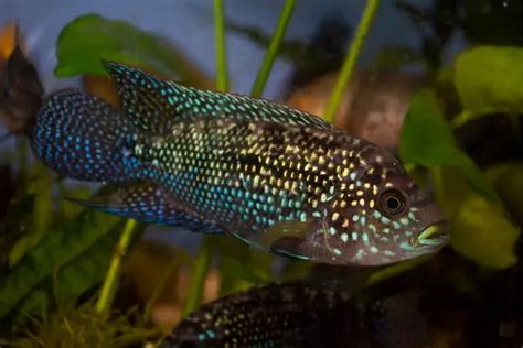 Jack Dempsey Fish: Guide to Breeding, Diet & Behavior - TheFishBlog