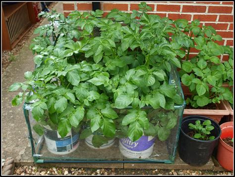 Mark's Veg Plot: Potato containers