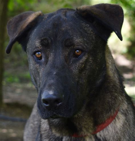 Adopt Niko on Petfinder | Mastiff mix, Dog adoption, German shepherd dogs