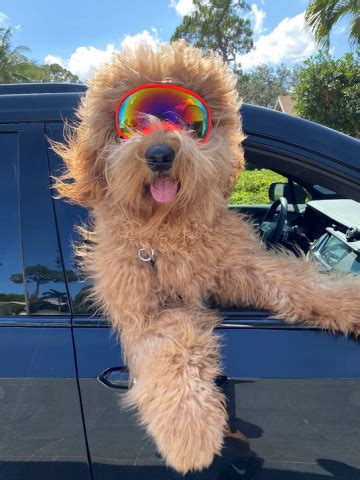 Happy “Tail”: TikTok Famous Dog, Brodie The Goldendoodle, Travels Across the Country by RV to ...