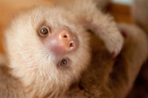 Adorable Portraits of Rescued Baby Sloths