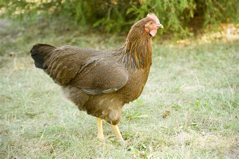 Partridge Plymouth Rock | BackYard Chickens - Learn How to Raise Chickens