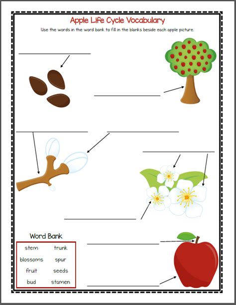 Free Printable Apple Tree Life Cycle Worksheet - Printable Word Searches