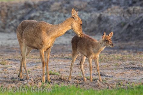 Identifying Timor or rusa deer (Cervus timorensis) - PestSmart