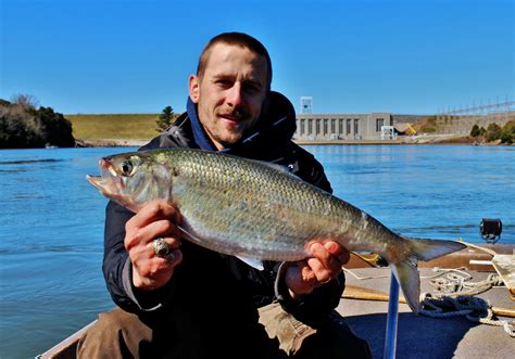 Fishing-Headquarters.com | American Shad, Part Deux