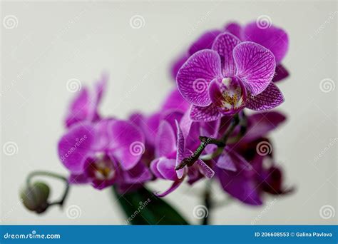 Orchid On Light Blue Background Stock Photo | CartoonDealer.com #180935466