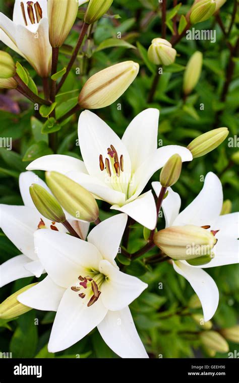 White lilies in home garden Stock Photo - Alamy