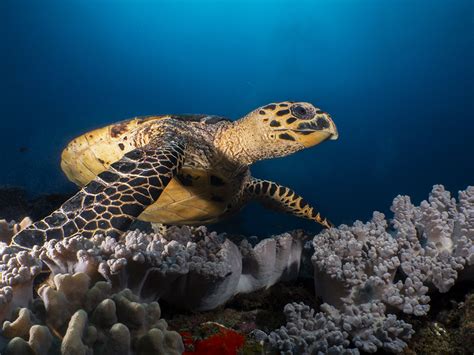 Ponta do Ouro Diving Tour