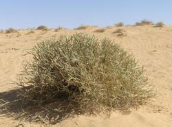 Plants - Sahara Desert