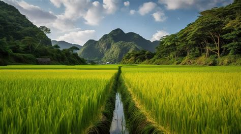 Sawah Hijau Dengan Pegunungan Dan Sungai, Perbatasan Sawah, Foto Fotografi Hd, Langit Latar ...