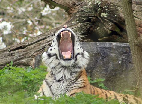 Tiger Roar - HD : r/TigerPhotos