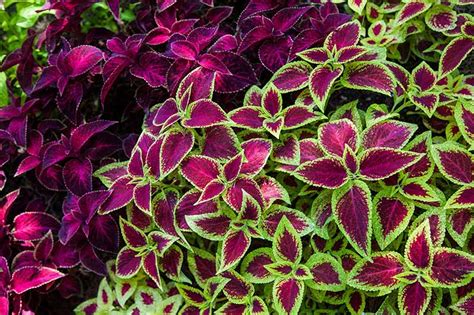 How to Plant and Grow Coleus | Gardener’s Path