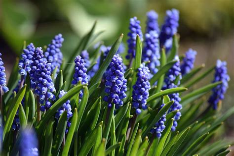 Grape Hyacinth Propagation for Bulbs and Seeds | Gardener’s Path