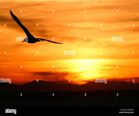 Seagull sunset silhouette 1 Stock Photo - Alamy