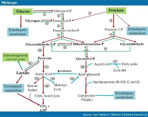 Fructose Metabolism in Humans | LifeKey International