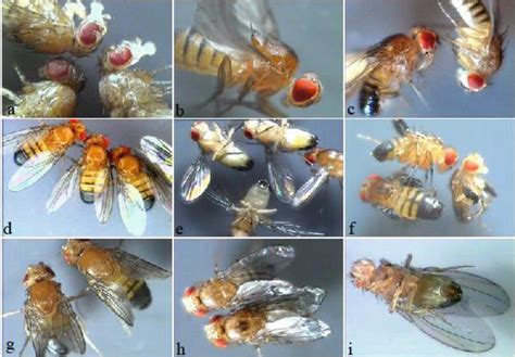 Conditional Mutations and New Genes in Drosophila | IntechOpen