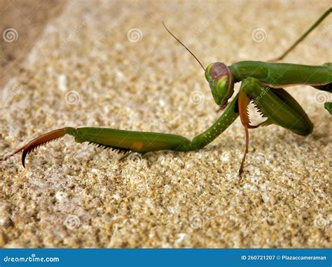 Praying Mantis stock image. Image of insect, closeup - 260721207