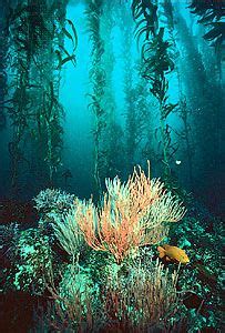 Kelp forest | ecology | Britannica