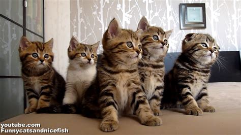 Funny Cats Choir | Dancing Chorus Line of Cute Kittens - YouTube