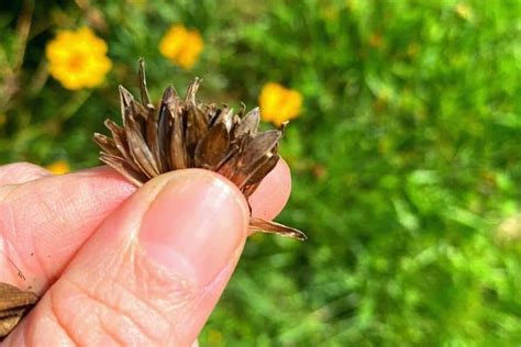 How to Save Zinnia Seeds for Next Year