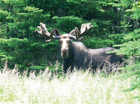 New Hampshire's White Mountains : Wildlife Sightings in the White Mountains