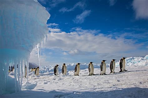 Penguins don't live at the South Pole, and more polar myths debunked