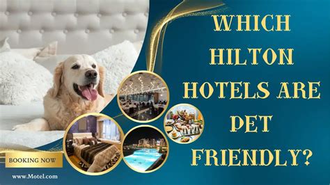 Which Hilton Hotels Are Pet Friendly in NYC?