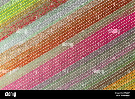 Tulip fields, The Netherlands Stock Photo - Alamy