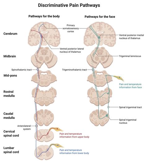 Spinoreticular Tract Pathway