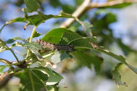 Invasion of the Gypsy Moths - UConn Today