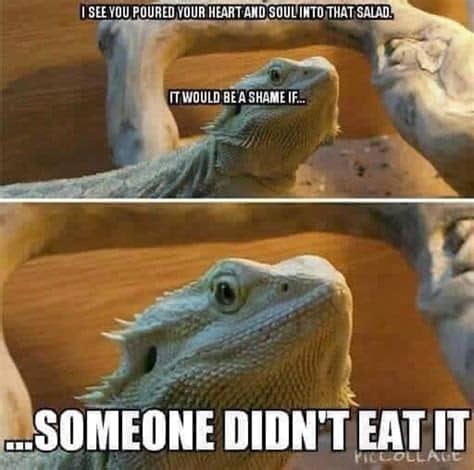 11 Must-See Bearded Dragon Memes That'll Brighten Your Day!