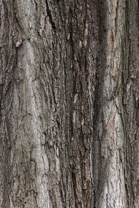 Texture of a Chestnut Tree Bark Stock Photo - Image of textured, backdrop: 239585132