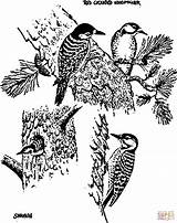 Vintage Red Cockaded Woodpeckers coloring Page  Free Printable sketch template