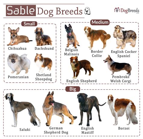 101dogbreeds - Search Best 4K Wallpapers