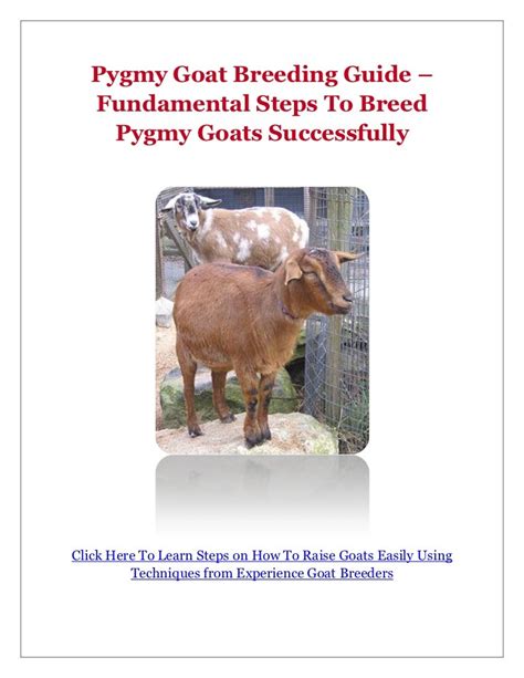 Pygmy Goat Breeding Guide – Fundamental Steps To Breed Pygmy Goats Su…