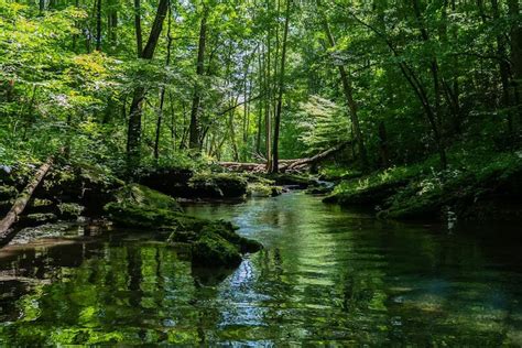 7 Hutan Lindung dengan Satwa Liar yang Bisa Dikunjungi oleh Umum - TIMES Jakarta