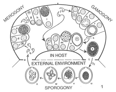 BIOLOGY OF THE EIMERIIDAE