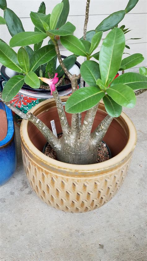 Adenium/Reddit Newb. Should I repot into this large pot? Can I use ...