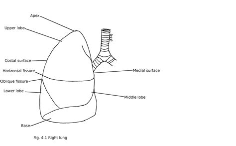 Lung Anatomy Landmarks