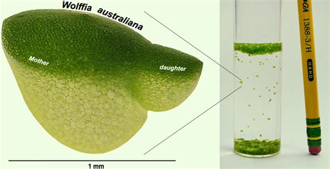 Scientists Sequence Genome of World’s Fastest-Growing Plant | Sci.News