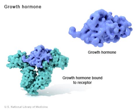 Protein Examples Biology