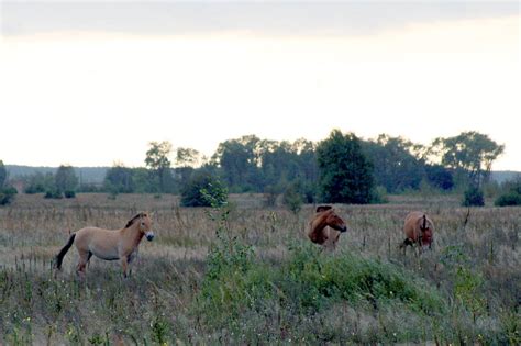 Przewalski Horses of Chernobyl-13