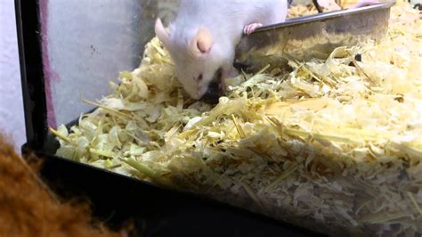 Mice eats insect - YouTube