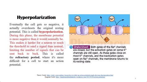 Action Potential | Polarization | Depolarization | Hyperpolarization ...