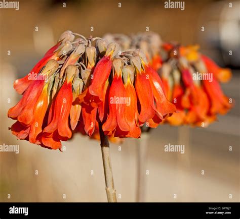 Cluster of beautiful red bell-shaped flowers of Mother of Millions, succulent plant Bryophyllum ...